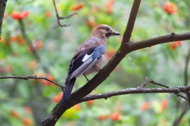 Jay ormanda bir dalda. Kuşlar