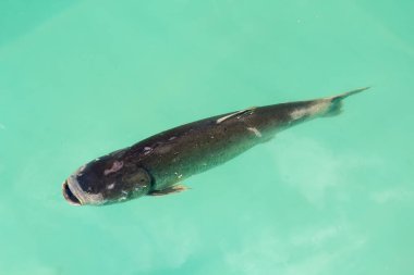Sazan balık çiftliğinde bir havuzda yüzüyor. Balık