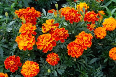 Bahçede portakal kadife çiçekleri. Çiçekler.