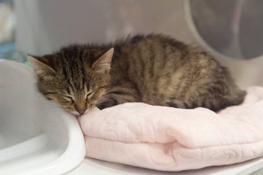 Evsiz kedi barınakta kutuların içinde yeni sahibini bekliyor. Hayvan barınağı