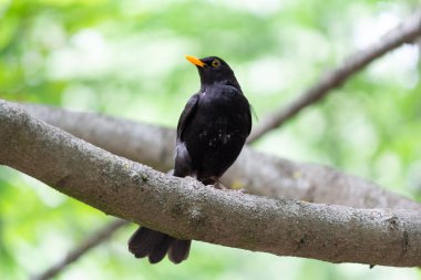 Ormanda bir dalda oturan karatavuk. Kuşlar