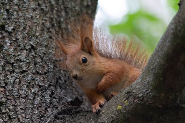 Ağaçtaki eğlenceli kırmızı sincap. Hayvanlar