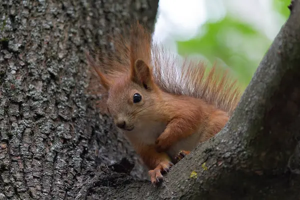 Ağaçtaki eğlenceli kırmızı sincap. Hayvanlar