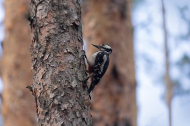 Ağaçtaki büyük benekli ağaçkakan. Kuşlar