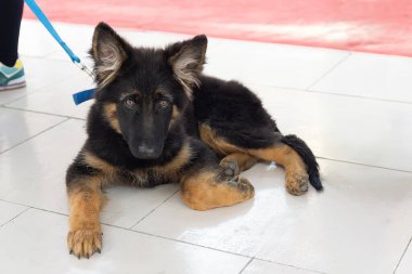 Köpek gösterisindeki genç Alman çoban köpeği. Evcil hayvanlar