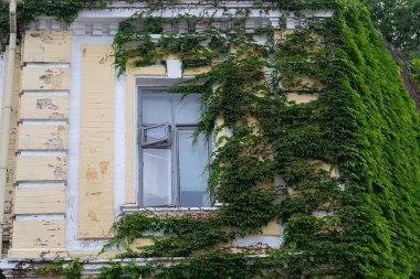 Ivy eski evin duvarında büyüyor. Doğa