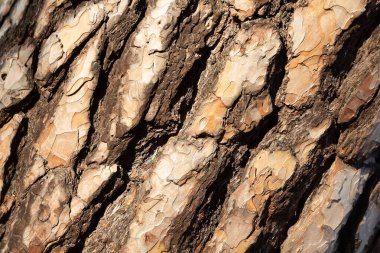 Ağaçların sert kabuğu yakın plan. Arkaplan ve doku