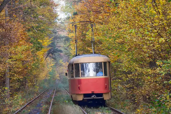 Sonbahar ağaçlarının tünelinde seyahat eden kırmızı tramvay. Kyiv, Ukrayna