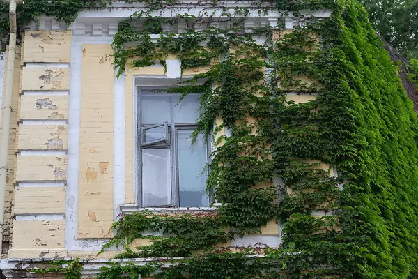 Ivy eski evin duvarında büyüyor. Doğa