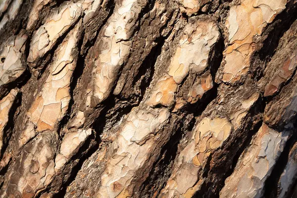 Ağaçların sert kabuğu yakın plan. Arkaplan ve doku