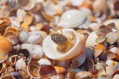 Deniz sahilinde kabuklu küçük yengeç. Hayvan.