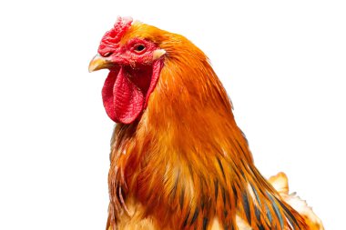 Işık Brahma 'nın horozu beyaz arka planda soyutlanmış. Kuşlar