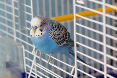 Mavi muhabbet kuşu kafesin çıkışında oturuyor. Kuşlar