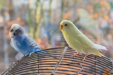 Kafesin üzerinde iki muhabbet kuşu oturuyor. Kuşlar