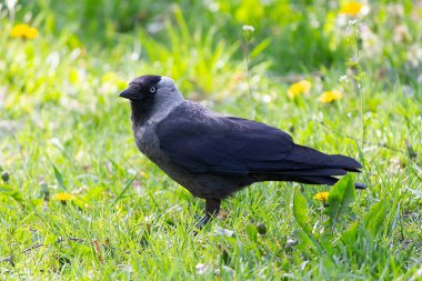 Çimlerin üzerinde yiyecek arayan bir karga. Kuşlar