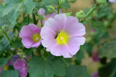 Bahçelerde pembe renkli Malva. Çiçekler.