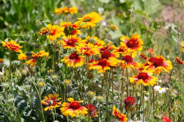 Bahçedeki Gaillardia aristata çiçekleri. Doğa