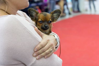 Köpek gösterisindeki hostesin elinde küçük bir Chihuahua. Evcil hayvanlar