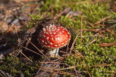 Ormanda kırmızı mantar. Doğa