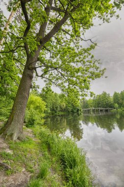 Parktaki göletin kıyısındaki ağaçlar. Doğa