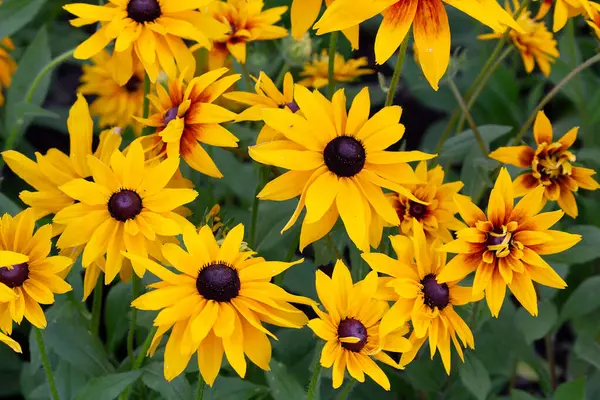 Rudbeckia fulgida yazın bahçede. Çiçekler.