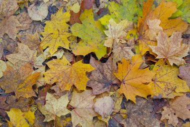 Yere düşen sonbahar yaprakları. Doğal arka plan