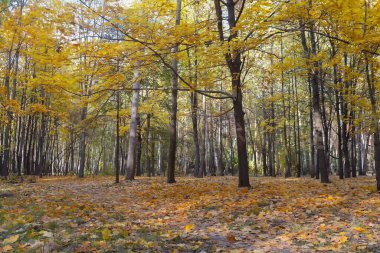 Sonbahar parkında sarı yapraklı ağaçlar. Doğa