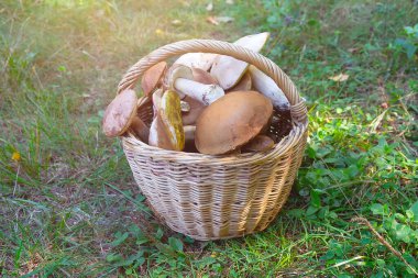 Moss-grown toprak üzerinde duran vahşi yenilebilir mantar wickered sepet