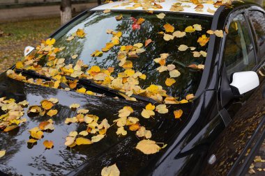 Sarı yapraklarla kaplı siyah bir araba. Doğa