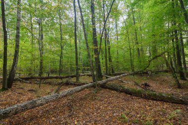 Sonbahar ormanında devrilmiş ağaçlar. Doğa