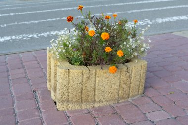 Şehir asfaltlarında çiçekler olan taştan bir bahçe.