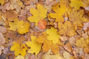 Yere düşen güzel sonbahar yaprağı. Doğa