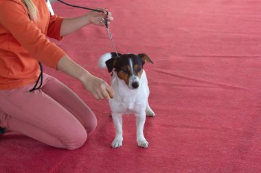 Safkan Jack Russell Teriyerleri köpek gösterisinde. Evcil hayvanlar