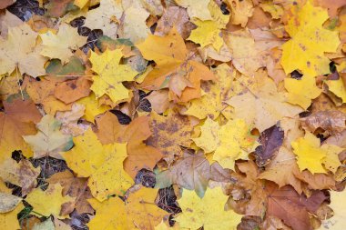 Düşen sarı ve kahverengi sonbahar akçaağaç yaprakları ormanda ya da parkta. Doğa