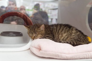 Evsiz kedi barınakta kutuların içinde yeni sahibini bekliyor. Hayvan barınağı