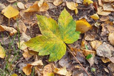 Fallen maple leaf on the ground. Autumn background