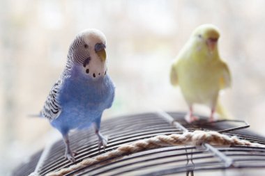 Kafesin üzerinde iki muhabbet kuşu oturuyor. Kuşlar