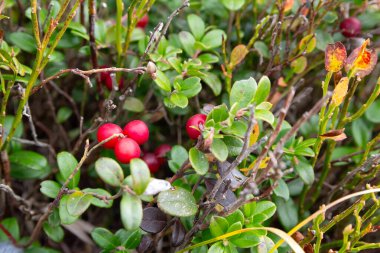 Sonbaharda çimlerde kırmızı yaban mersini. Doğa