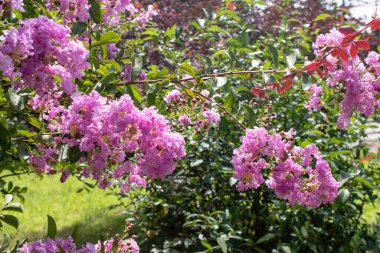 İlkbaharda parkta leylak