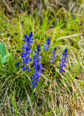 Doğal yaşam alanı bitkisi, Polygala amara L. subsp. Brachyptera (Chodat) Hayek, otçulgiller (Polygalaceae) familyasından bir bitki türü..