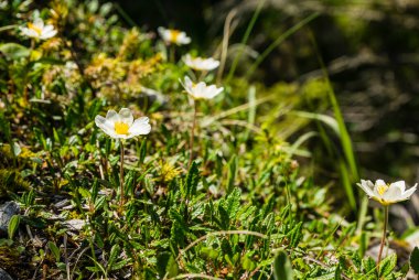 Arktik alp - Dryas ahtapotetala L. (Sekiz Yaprak Dağı Bulvarı, Beyaz Dryas). Doğal ortamda çiçek açan bir bitki..