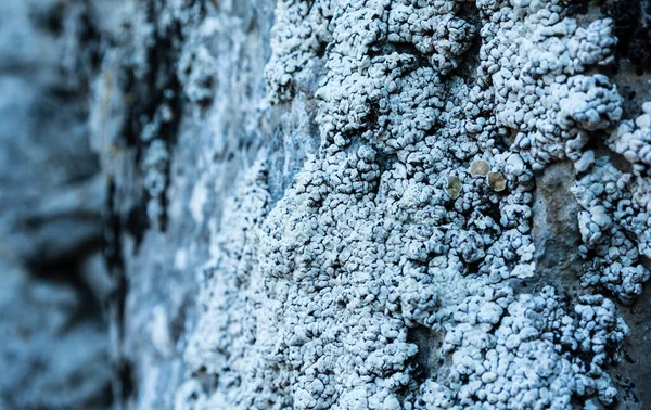Lichen thallus squamulose with developed apothecia Squamarina lamarckii (DC.) Poelt on limestone rock.
