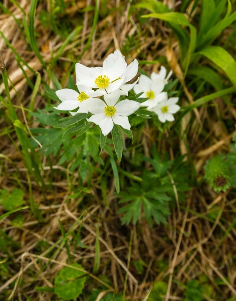 Blume Anemonastrum Narcissiflorum Anemone Narcissiflora Ist Eine Krautige Staude Aus — Stockfoto