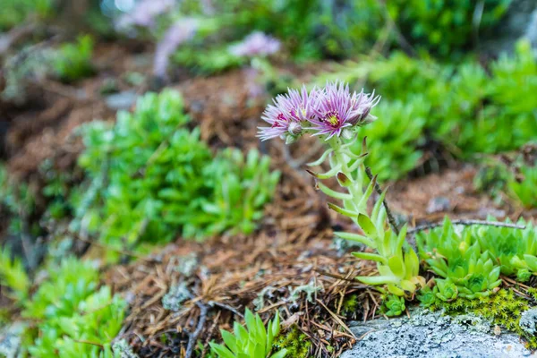 Hábito Vegetal Sempervivum Montanum Planta Que Cresce Num Ambiente Natural — Fotografia de Stock