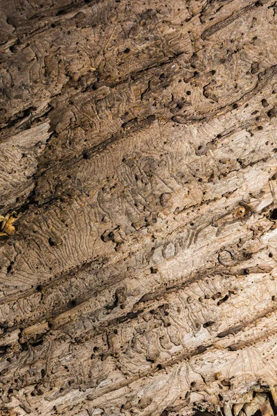 Padrão Natural Interior Casca Com Vestígios Alimentação Besouro Casca — Fotografia de Stock
