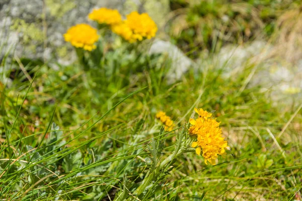 Jacobaea Incana Subsp Carniolica Senecio Carniolicus Roślina Alpejska Żółtymi Kwiatami — Zdjęcie stockowe