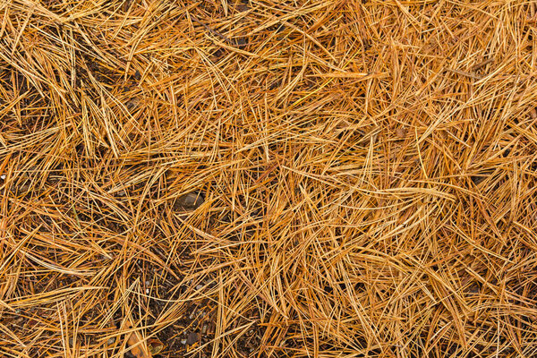 Естественная текстура из пожелтевших игл Сосна cembra упал на землю.