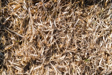 Geçen yılki kuru bitki örtüsü (ot) doğal bir doku olarak.