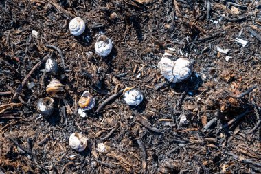 Baharda çimen yangınında yanmış salyangozlar..
