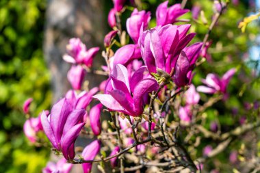 Güzel pembe Manolya çiçek.